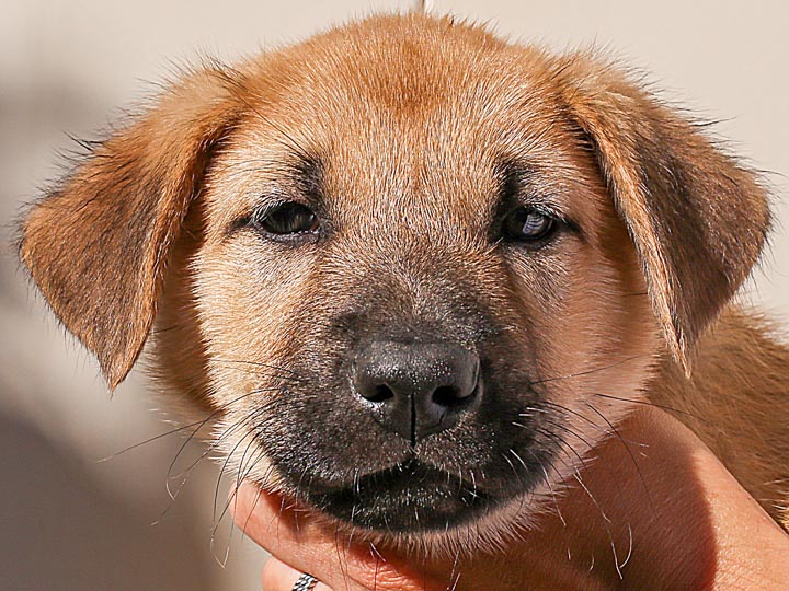 chinook puppy